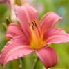 Саженец лилейника Пинк Дамаск (Pink Damask): фото и описание