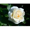 Саженец плетистой розы Мон Жарден / Монд Жарден (Mon Jardin): фото и описание