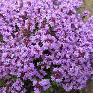 Тимьян (чабрец) ползучий