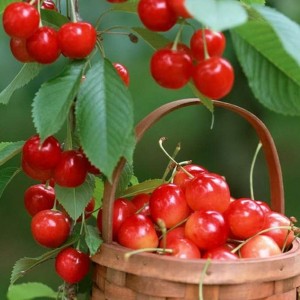 Черешня Голубушка