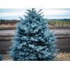 Саженец Ели колючая Глаука Мэджестик Блу (Glauca Majestic Blue) (саженец до 40 см): фото и описание