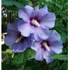 Саженец гибискуса Блю Сатин (Blue Satin): фото и описание