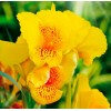 Клубень канны Йеллоу Хамберт (Yellow Humbert): фото и описание