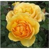 Саженцы розы штамбовой (3 шт.) Роза Эмбер Куин (Amber Queen): фото и описание