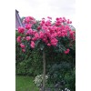 Саженцы штамбовой розы (3 шт.) Роза Розариум Ютерзен (Rosarium Uetersen): фото и описание