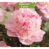 Саженцы пиона Эденс перфьюм (Eden's Perfume) - 5 шт.: фото и описание