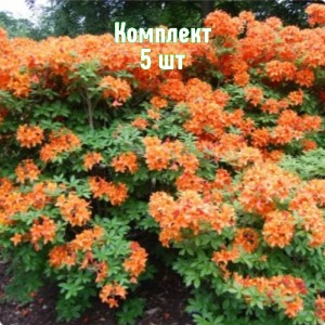 Комплект 5шт / Рододендрон Голден Игл