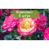 Саженцы миниатюрной розы Бэби Маскарад (Baby Masquerade) - 5 шт.: фото и описание