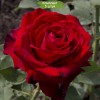 Саженцы чайно-гибридной розы Лавли Ред (Lovely Red) - 5 шт.: фото и описание