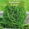 Туя Тини Тим (Tiny Tim) - 5 шт.: фото и описание