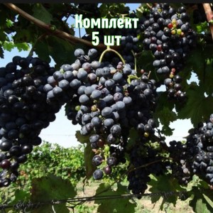 Комплект 5шт / Виноград Гранатовый