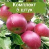 Саженцы яблони Звездочка - 5 шт.: фото и описание