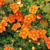Саженец лапчатки кустарниковой (Курильского чая) Хоплес оранж (Hopleys Orange) : фото и описание