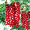 Саженец смородины Сахарная: фото и описание
