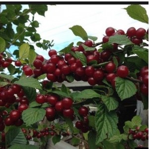 Вишня войлочная Смуглянка восточная