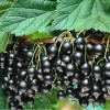 Саженец смородины Титан Черный: фото и описание